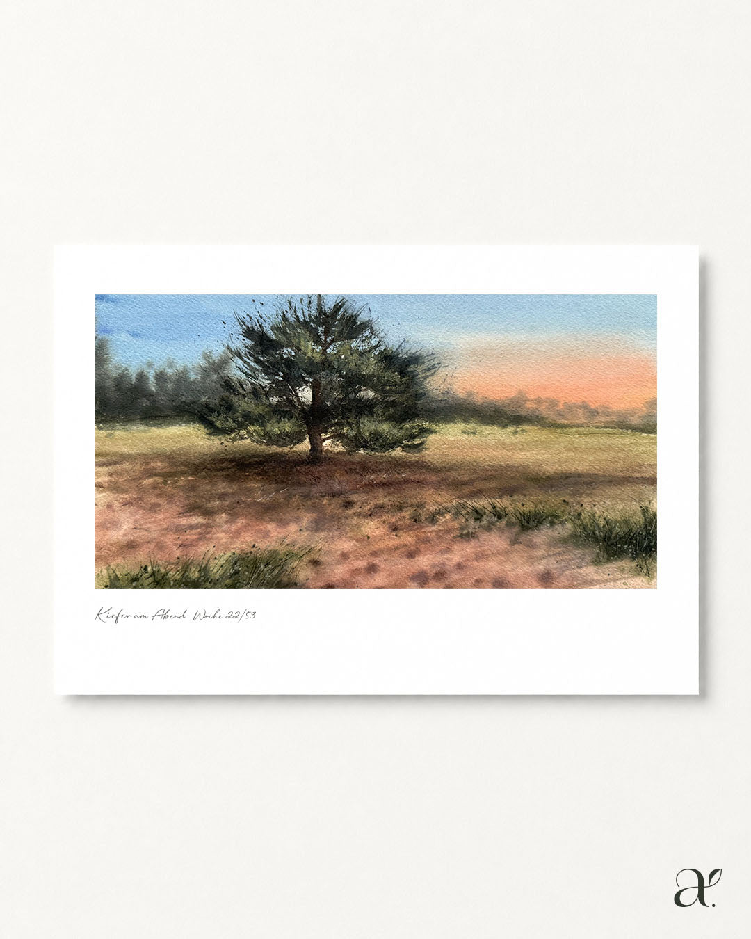 Kiefer in Abendsonne (23/53)
