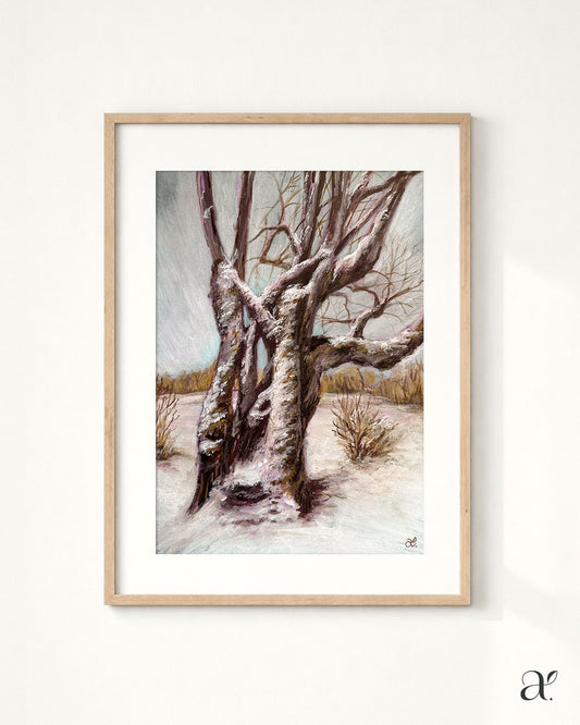 The old linden tree in winter